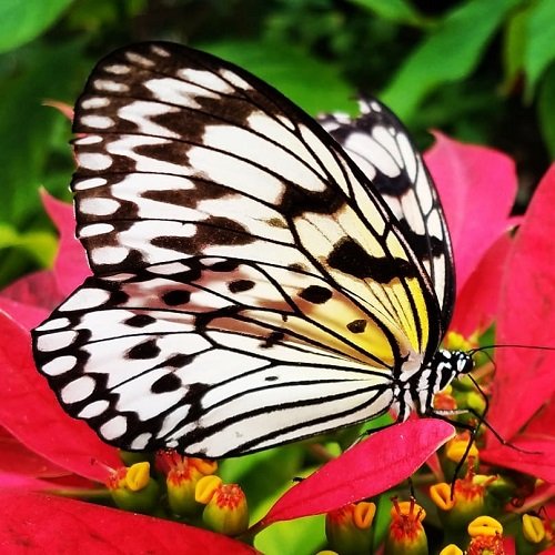  عکس پروانه برای پروفایل شاد