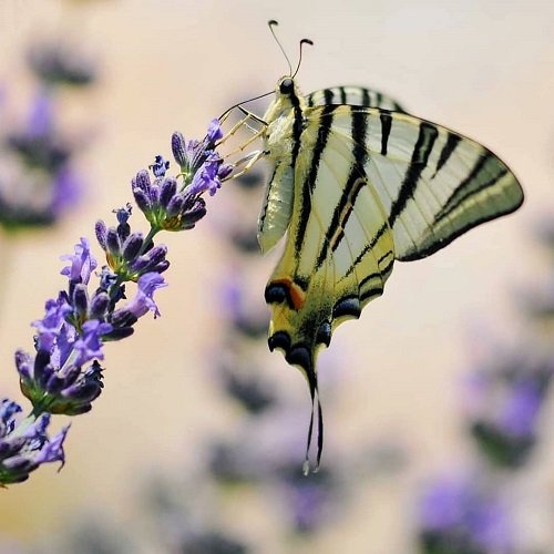  عکس پروانه برای پروفایل شاد