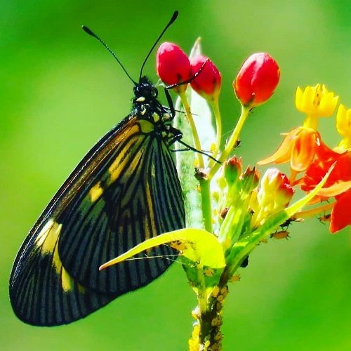 عکس پروانه برای پروفایل شاد