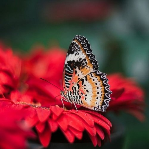  عکس پروانه برای پروفایل شاد
