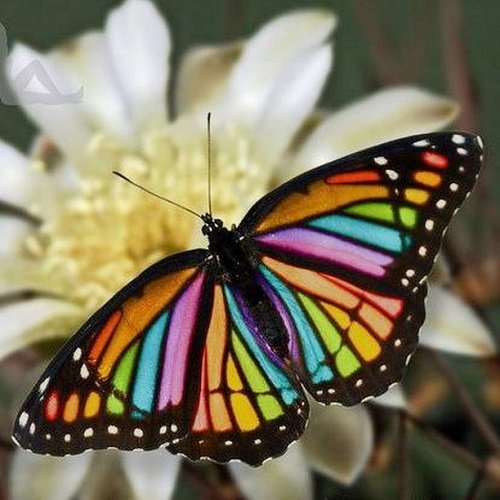  عکس پروانه برای پروفایل شاد