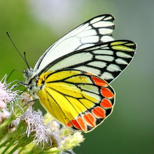  عکس پروانه برای پروفایل شاد