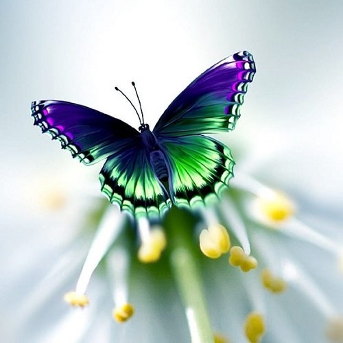  عکس پروانه برای پروفایل شاد