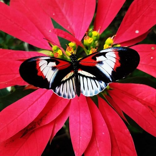  عکس پروانه برای پروفایل شاد