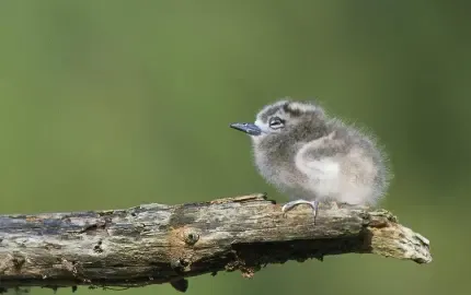  عکس مینیمال جوجه