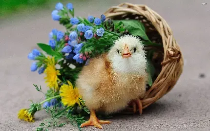  عکس مینیمال جوجه