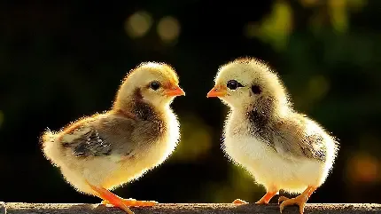  عکس جوجه برای پروفایل