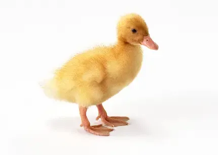  عکس جوجه برای پروفایل