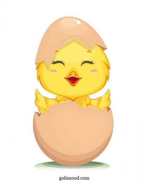  عکس جوجه کیوت