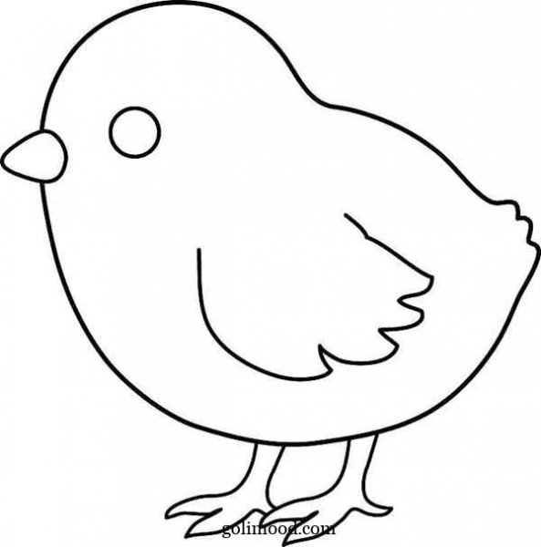  عکس جوجه کیوت