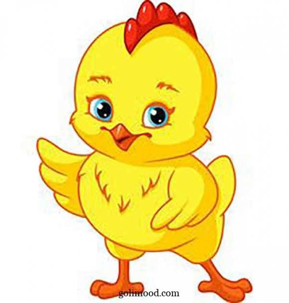  عکس جوجه کیوت