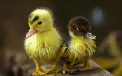  عکس جوجه غمگین