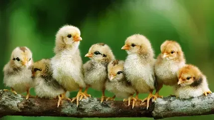 عکس جوجه غمگین