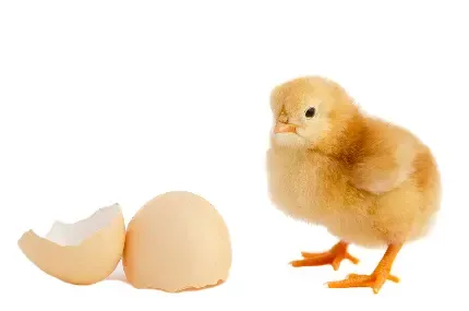  عکس جوجه غمگین