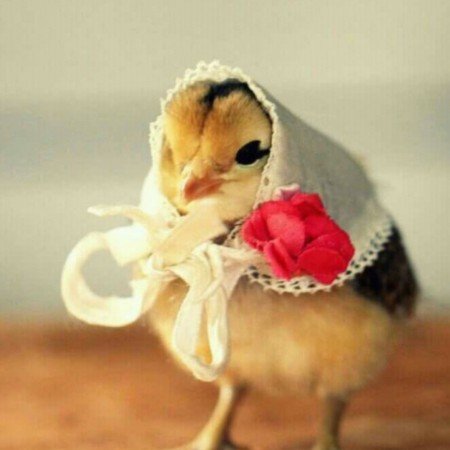  عکس جوجو برای پروفایل