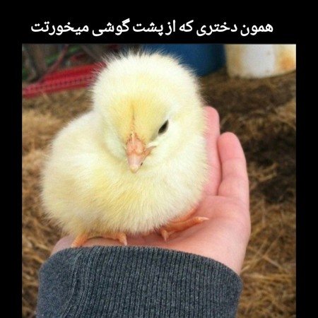  عکس جوجو برای پروفایل