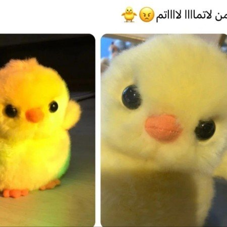  عکس جوجو برای پروفایل