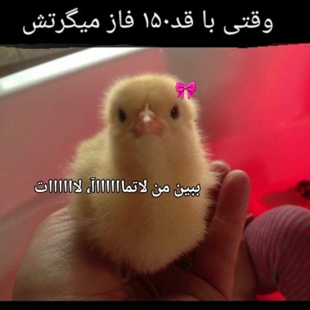  عکس جوجه کیوت کارتونی
