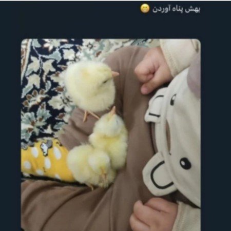  عکس جوجه کیوت کارتونی