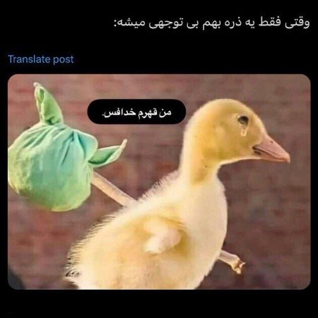  عکس جوجه برای پروفایل کیوت