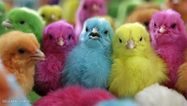  عکس جوجه رنگی برای پروفایل