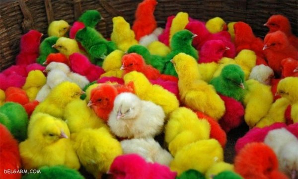  عکس جوجه رنگی برای پروفایل