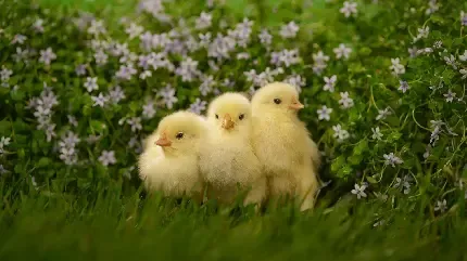  عکس جوجه نازنازی