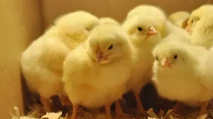  عکس جوجه نازنازی