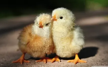  عکس جوجه نازنازی