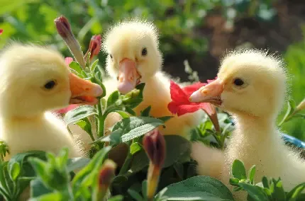  عکس جوجه نازنازی