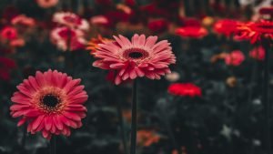  دانلود عکس طبیعت با کیفیت بالا 8k برای کامپیوتر