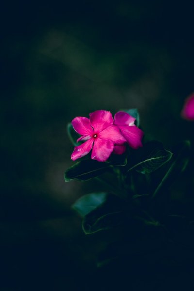  تصویر زمینه 4k طبیعت