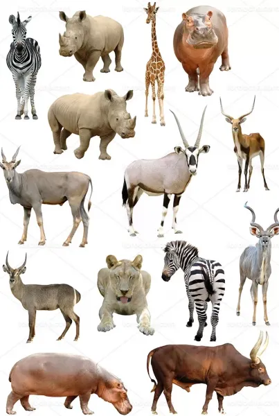 100 عکس حیوانات