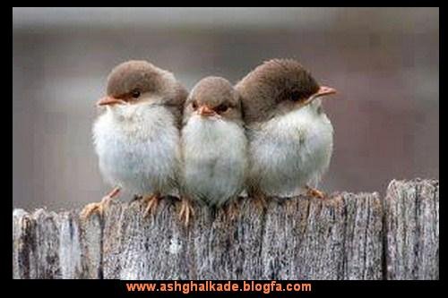 عکس خنده دار حیوانات با لباس