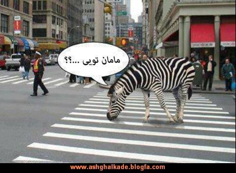 عکس خنده دار حیوانات با لباس