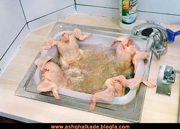 عکس خنده دار حیوانات با لباس