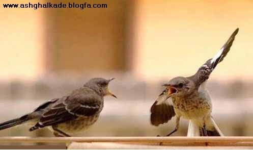 عکس خنده دار حیوانات با لباس