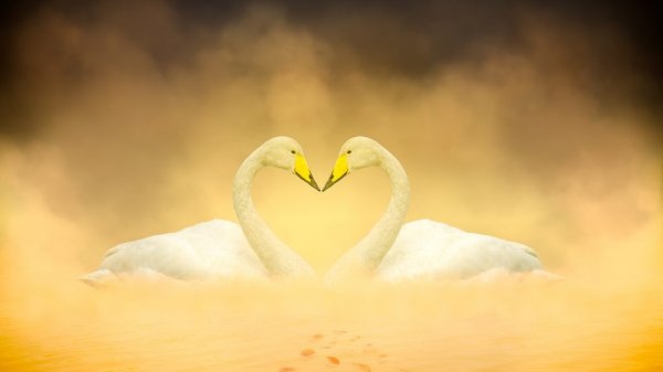  والپيپر حيوانات