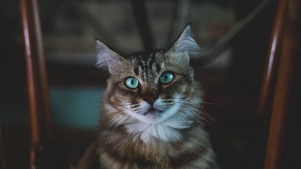  والپيپر حيوانات