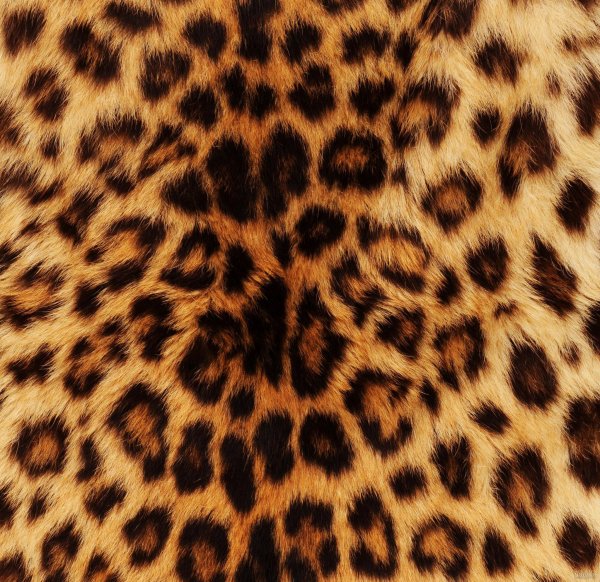  عکس پلنگی