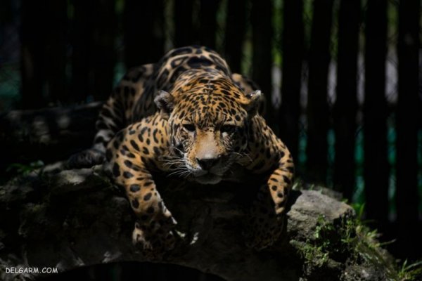  عکس پلنگ برای پروفایل