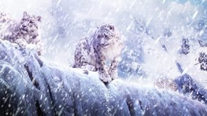  عکس پلنگ مازندران برای پروفایل