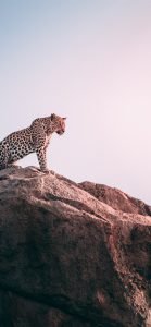  عکس پلنگ مازندران برای پروفایل