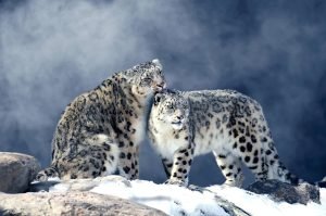  عکس پلنگ مازندران برای پروفایل