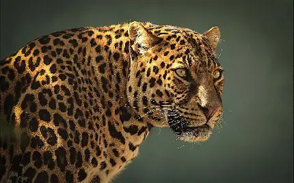  عکس پلنگ مازندران برای پروفایل
