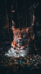  عکس پلنگ مازندران برای پروفایل