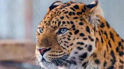  عکس پلنگ مازندران برای پروفایل