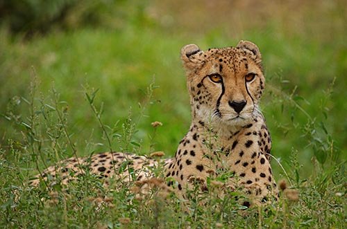  عکس یوزپلنگ برای پروفایل