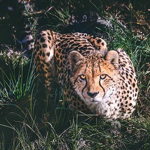  عکس یوزپلنگ برای پروفایل