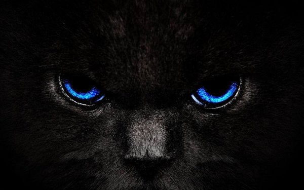  عکس پلنگ وحشی برای پروفایل